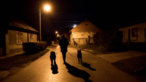 Nu ökar antalet påkörda hundar – så undviker du olyckor